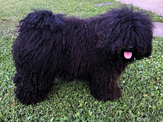 Puli puppy for sale